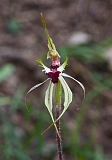 Caladenia parva Small Spider Orchid 2